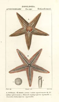 Starfish or sea star, Asterias rubens Starfish or sea star, Asterias rubens