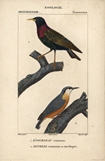 Starling, Sturnus vulgaris, and nuthatch, Sitta europaea Starling, Sturnus vulgaris, and nuthatch, Sitta europaea