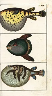 Starry globefish, white-spotted puffer and sun fish Starry globefish, white-spotted puffer and sun fish