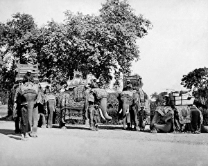 State Elephants of the Viceroy, India State Elephants of the Viceroy, India