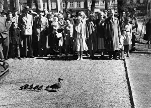 Stavanger, Norway - A family of ducks get a police escort Stavanger, Norway - A family of ducks get a police escort