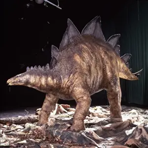 Jurassic Period Dinosaurs Prints: Stegosaurus
