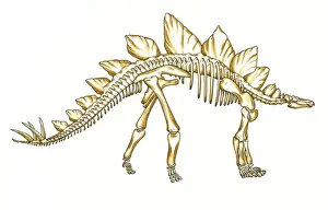 Mesozoic Era Animals Prints: Stegosaurus skeleton