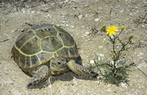 Steppe Tortoise Print - Desert Scene