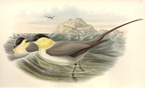 Stercorarius longicaudus, long-tailed jaeger Stercorarius longicaudus, long-tailed jaeger
