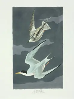 Least Tern Print, Plate 319 from Birds of America (1835-38)