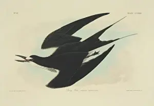 Hand Coloured Aquatint Prints: Sterna fuscata, sooty tern