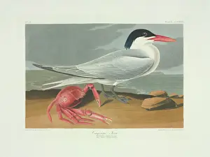 John James Audubon Artwork Prints: Sterna maxima, royal tern