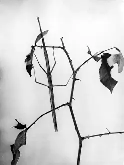 Vintage Insect Prints: Stick Insect