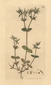 Sticky mouse-ear chickweed, Cerastium glomeratum Sticky mouse-ear chickweed, Cerastium glomeratum