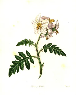 Sticky nightshade, Solanum sisymbriifolium Sticky nightshade, Solanum sisymbriifolium