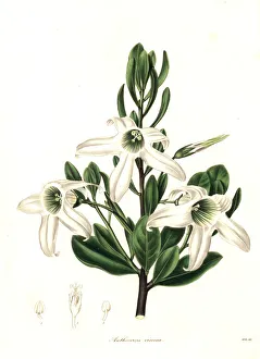 Sticky tailflower or glutinous anthocercis Sticky tailflower or glutinous anthocercis