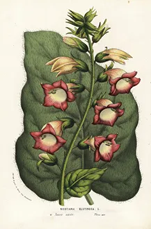 Sticky tobacco, Nicotiana glutinosa Sticky tobacco, Nicotiana glutinosa
