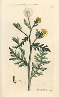 Stinking or sticky groundsel, Senecio viscosus Stinking or sticky groundsel, Senecio viscosus