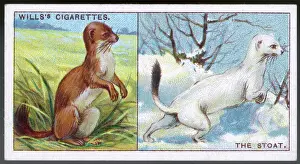 Prints of A stoat in summer and winter coats Stoat Prints: Stoat in Summer and Winter Coats Print