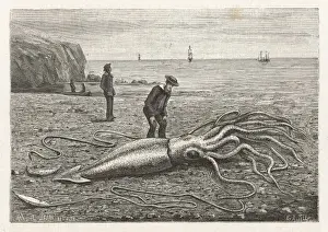 Giant Squid Prints: Stranded Architeuthis Princeps Print, 1883