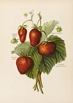 Prints of Frogmore Late Pine Sir Joseph Paxton Vicomtesse Hericart de Thury Joseph Paxton Prints: Strawberries Frogmore Late Pine Print by Sir Joseph Paxton