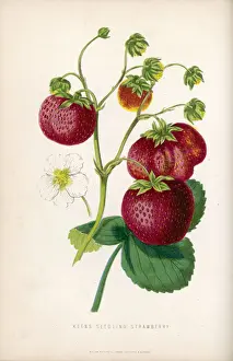 Antique Botanical Prints Online Prints: Strawberry / 1871