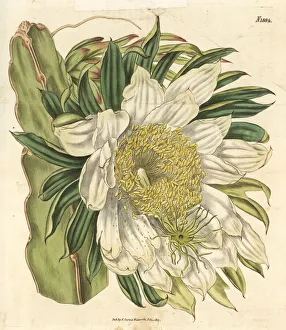 Strawberry pear, Hylocereus trigonus Strawberry pear, Hylocereus trigonus