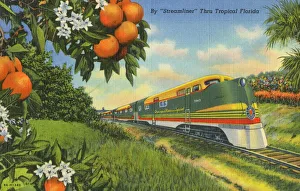 Streamliner Train passing through Florida Orange groves Streamliner Train passing through Florida Orange groves