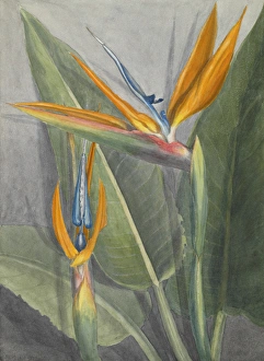 Strelitzia reginae, bird of paradise flower Strelitzia reginae, bird of paradise flower