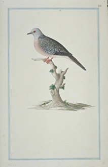 Streptopelia chinensis suratensis, spotted-necked dove Streptopelia chinensis suratensis, spotted-necked dove