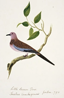 Streptopelia senegalensis, laughing dove Streptopelia senegalensis, laughing dove