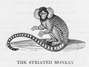 Mammals Of Brazil Prints: Striated Monkey (Bewick)