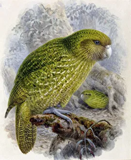 Strigops habroptilus, kakapo
