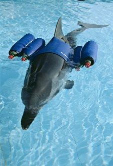 Striped DOLPHIN - with buoyancy aids Striped DOLPHIN - with buoyancy aids