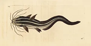 Striped eel catfish, Plotosus lineatus Striped eel catfish, Plotosus lineatus