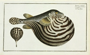 The Striped fish (Arothron stellatus) The Striped fish (Arothron stellatus)