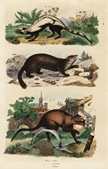 Striped polecat, European pine marten and sable Striped polecat, European pine marten and sable