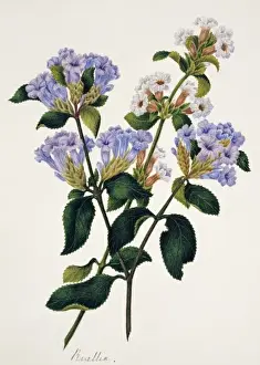Flowering Plant Illustrations Prints: Strobilantes