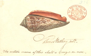 Strombus luhuanus, red-mouthed stromb Strombus luhuanus, red-mouthed stromb