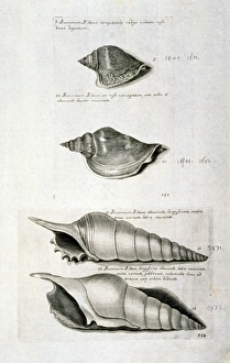 Strombus pugilis, West Indian fighting conch Strombus pugilis, West Indian fighting conch