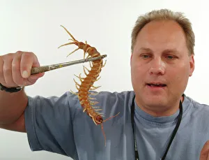 Stuart Hine with Scolopendra gigantea, giant centipede Stuart Hine with Scolopendra gigantea, giant centipede