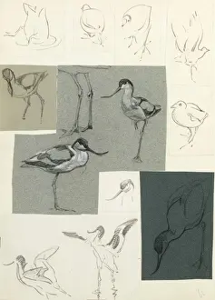 Historical Bird Prints: Studies of avocets