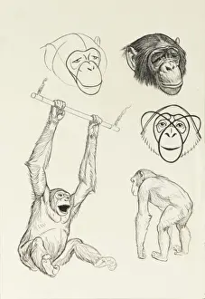 Chimpanzee Print - Swinging from a Bar