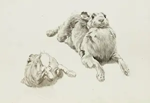 Hare Prints: Pencil Studies of a Hare Print by Raymond Sheppard