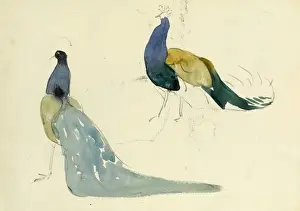 Studies of Peacocks Print by Henri Matisse