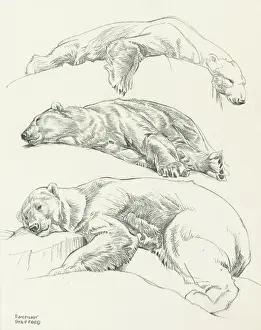 Polar Bears In Captivity Prints: Studies of Polar Bears