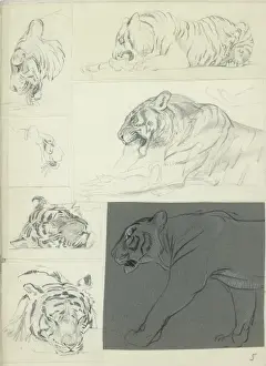 Historical Animal Prints For Sale Prints: Studies of a Tiger