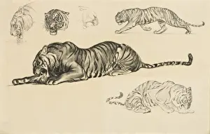 Raymond Sheppard Prints: Studies of a Tiger eating