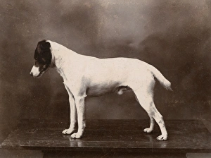 Studio portrait of a Jack Russell terrier dog Studio portrait of a Jack Russell terrier dog