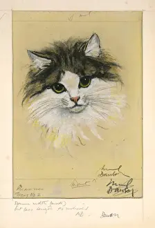 Black And White Cat Pictures Prints: Study of cats head by Muriel Dawson