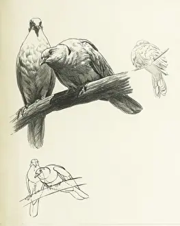 Doves: A Study of Two Doves on a Branch Print