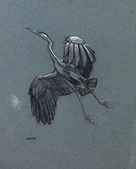 Print of a heron in mid-air