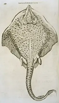 Print of a ray in study format