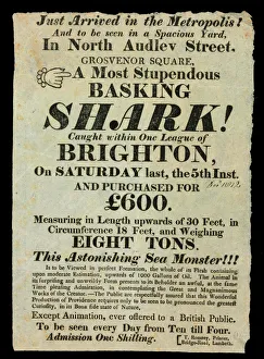 A most stupendous basking shark caught within one league of A most stupendous basking shark caught within one league of
